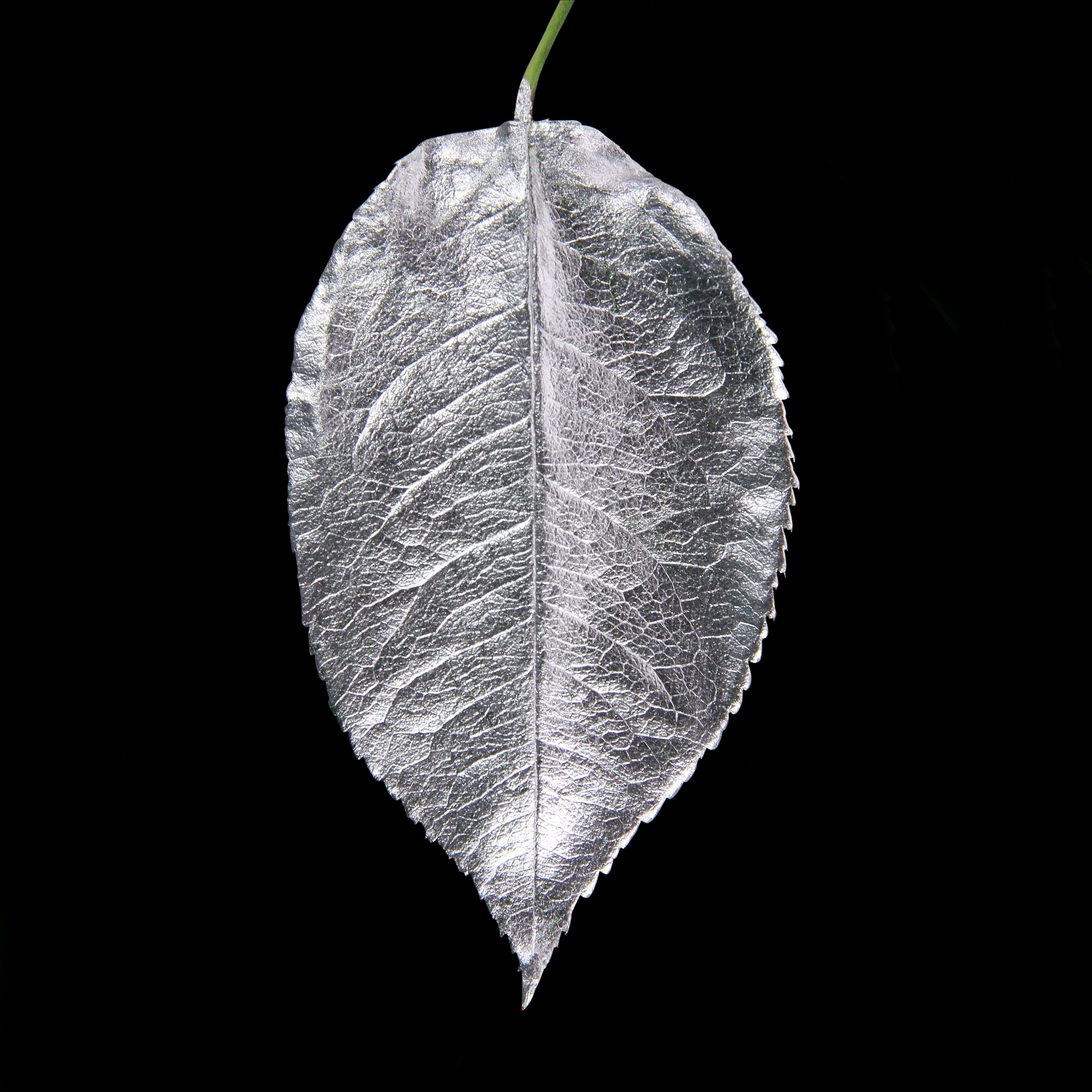 Leaf_SLVR_#2.jpg