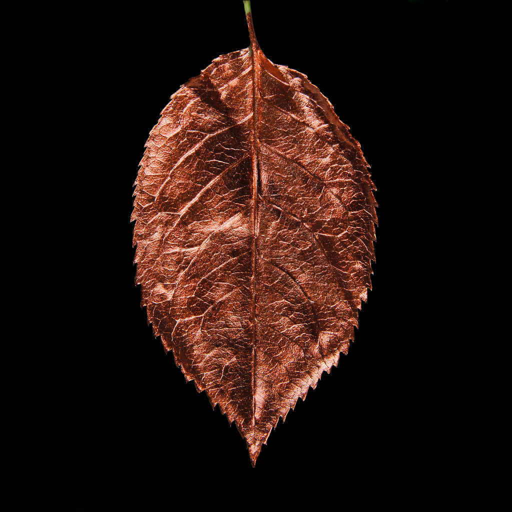 Leaf_CPR_#2.jpg