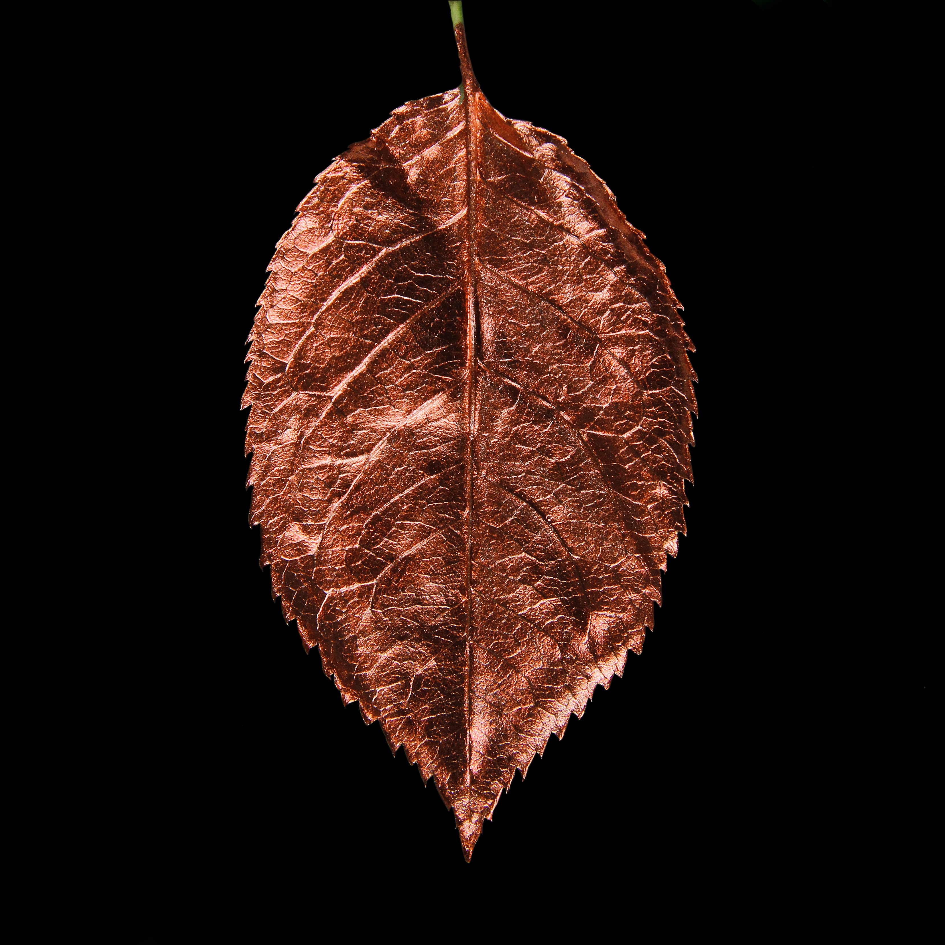 Leaf_CPR_#2.jpg