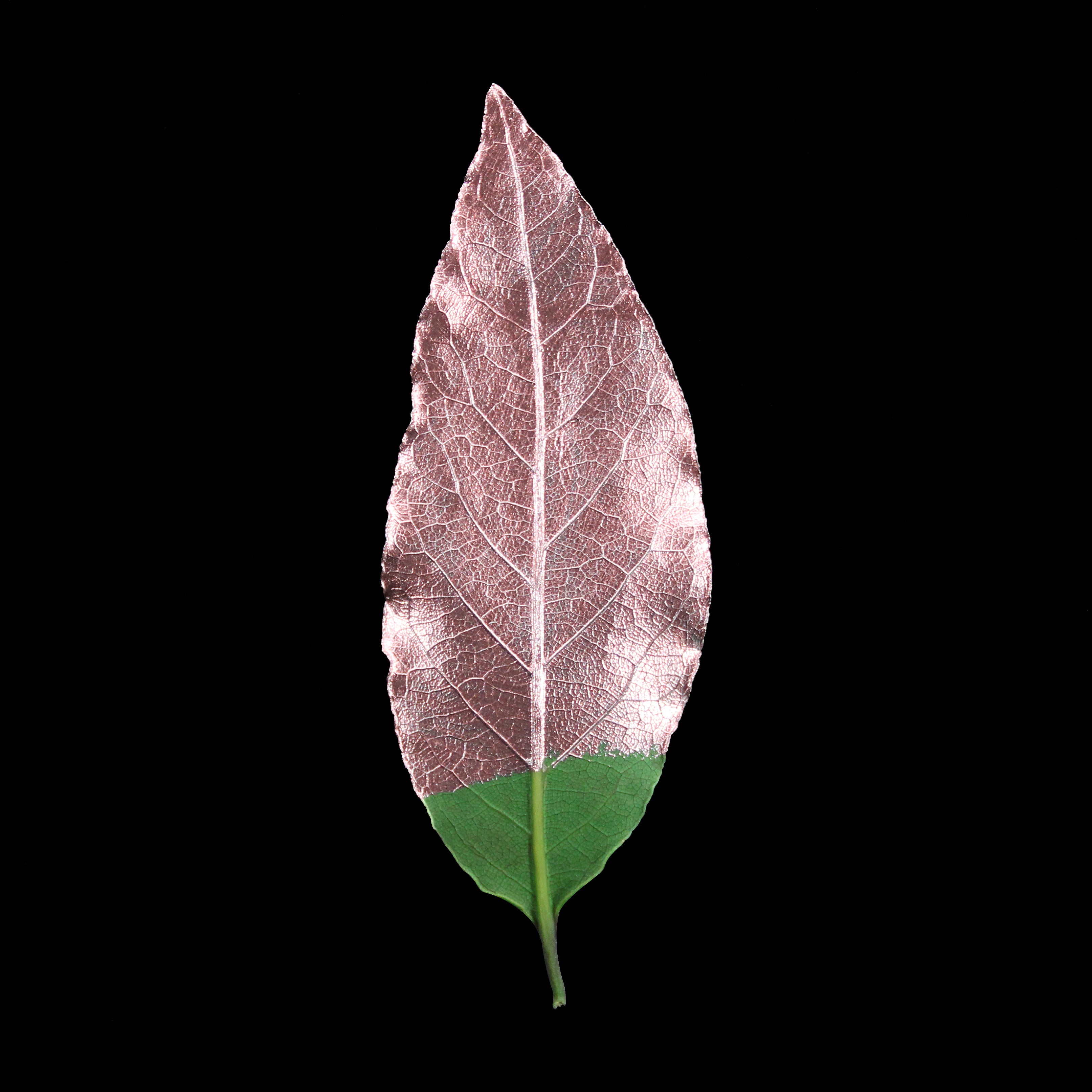 Leaf_RG_Edit.jpg
