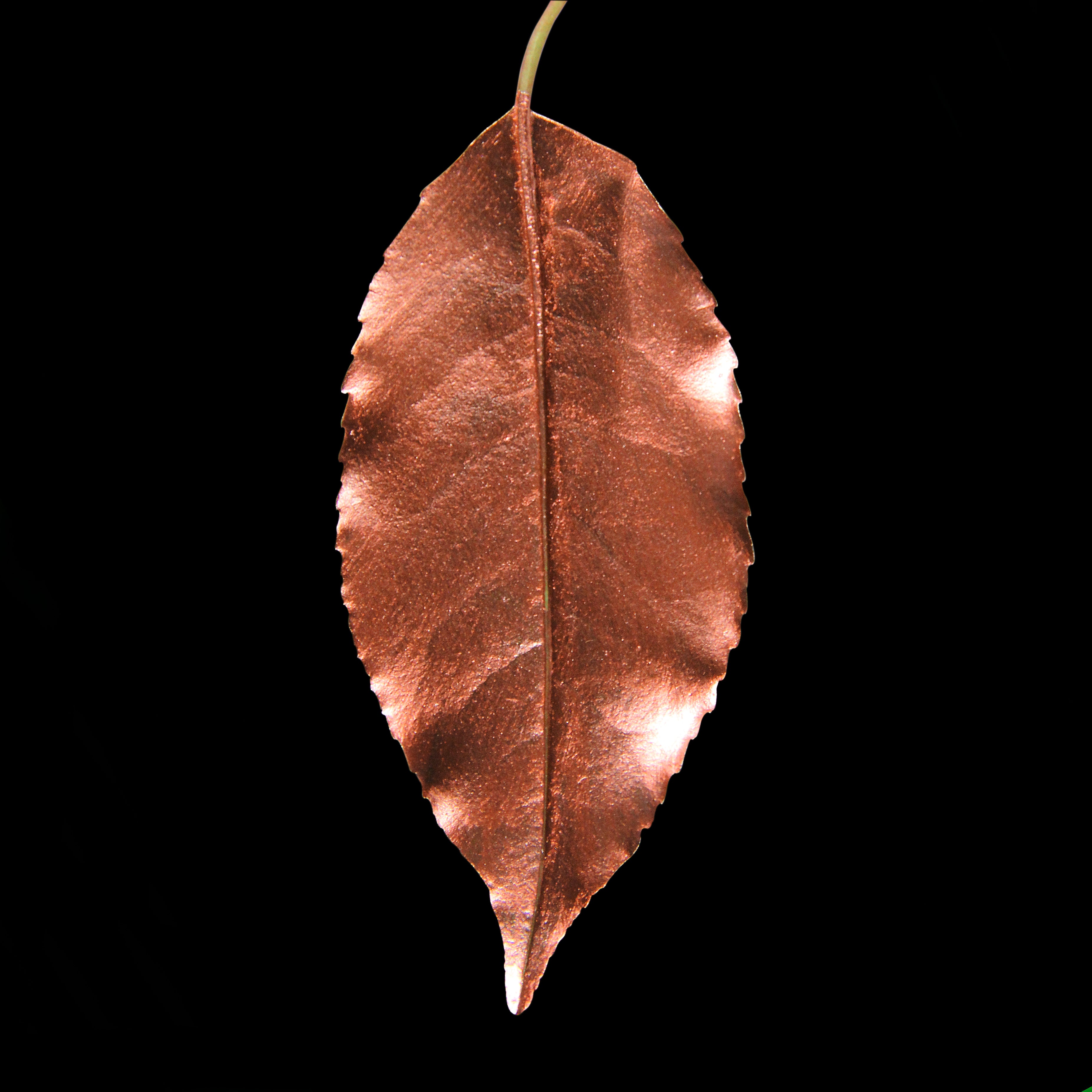 Leaf_CPR_#3.jpg