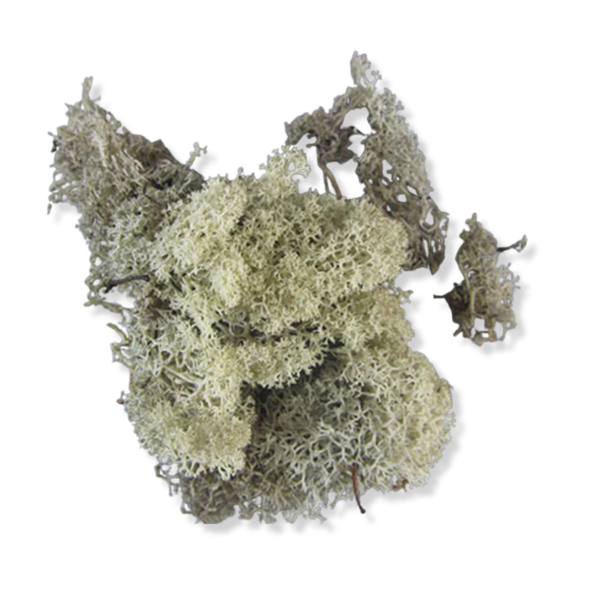 Lichen Medium Green 250g