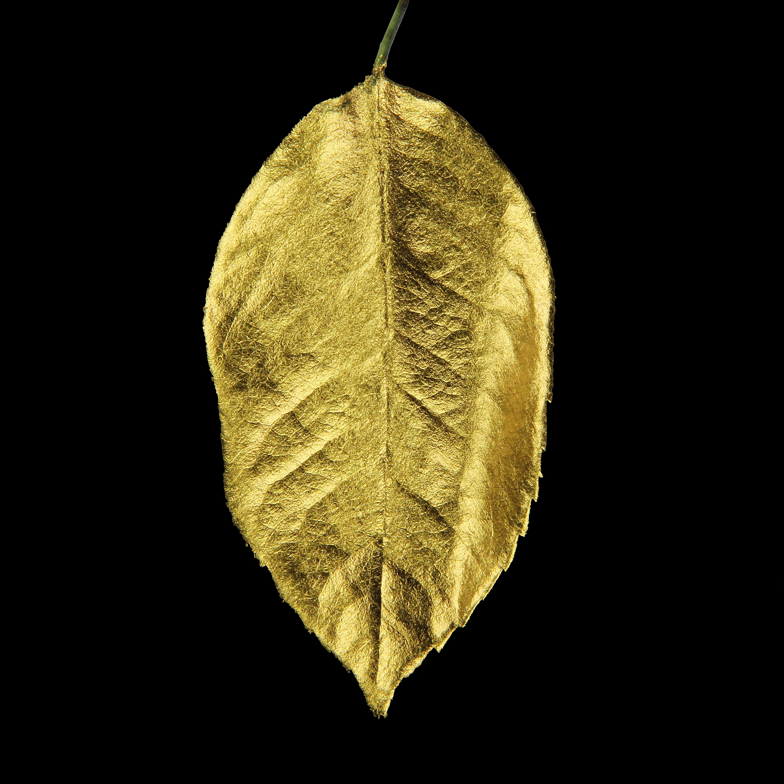 Leaf_GLD_#2.jpg
