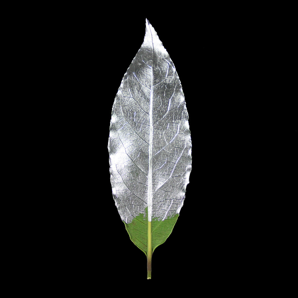 Leaf_SLV_Edit.jpg