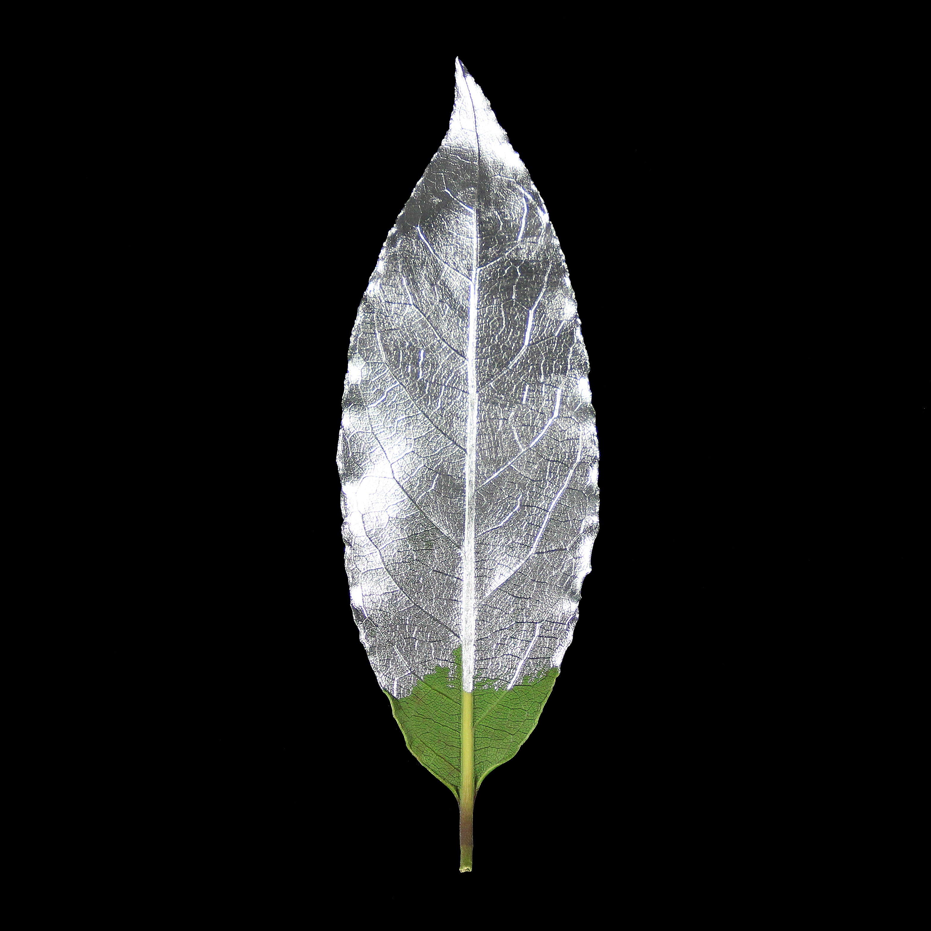 Leaf_SLV_Edit.jpg